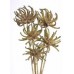 SPIDERGUM CLAW Natural  2"-3" on 19" stem- 